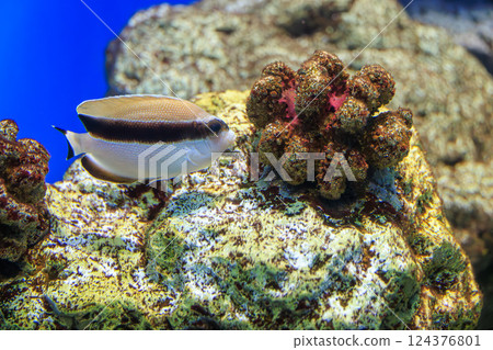 Bandit angelfish in the aquarium Bandit angelfish in the aquarium 124376801