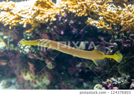 水族館裡的黃貂魚 水族館裡的黃貂魚 124376803