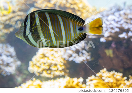 水族箱裡的長鰭唐魚 124376805