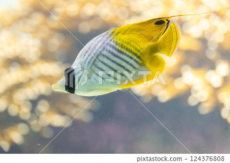 Threadfin butterflyfish in the aquarium Threadfin butterflyfish in the aquarium 124376808