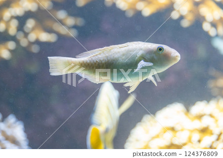 Lemon parrotfish in an aquarium 124376809