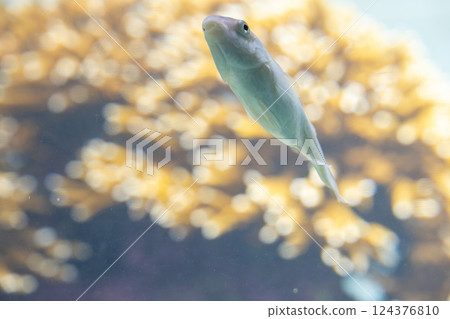 Lemon parrotfish in an aquarium Lemon parrotfish in an aquarium 124376810