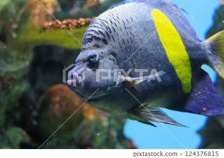 Yellow banded angelfish in the aquarium 124376815