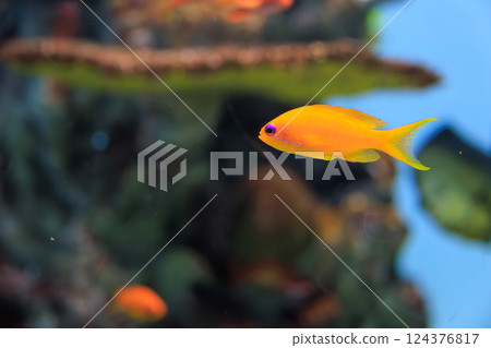 Female anthias goldfish in an aquarium Female anthias goldfish in an aquarium 124376817