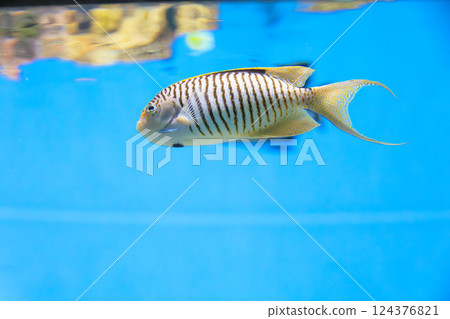 水族箱中的斑馬神仙魚 124376821