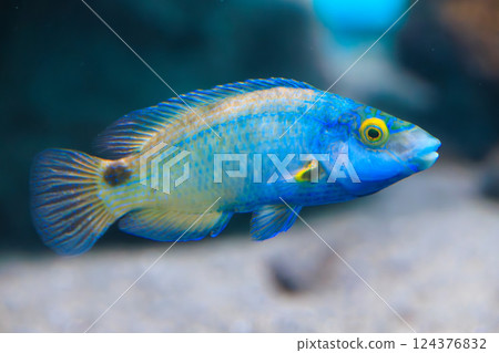 水族館中的腋下生鏽病 124376832