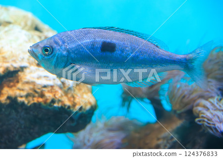 水族箱裡的斑點梭魚 水族箱裡的斑點梭魚 124376833