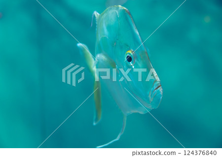 Aquarium Lookdown Aquarium Lookdown 124376840