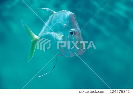 Aquarium Lookdown Aquarium Lookdown 124376841