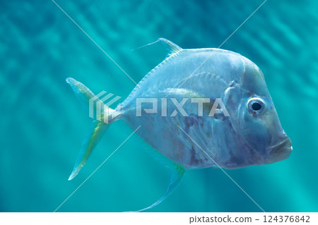 Aquarium Lookdown Aquarium Lookdown 124376842