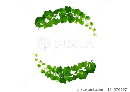 vine frame leaf vine isolates on a white background 124376867