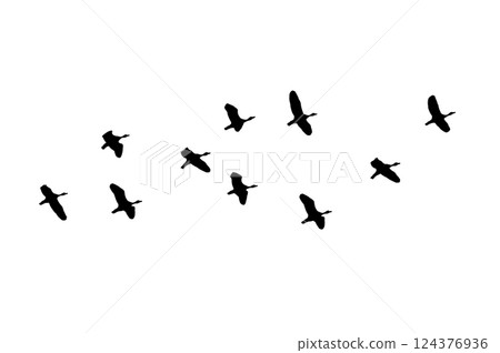 Bird sillhouette Flock black birds. Flocks of flying pigeons isolated on white background. Save with clipping path. flying birds formation of pigeons many isolated for backgound 124376936