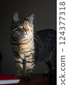 a beautiful striped cat with green eyes, on which a ray of sun falls, looks into the distance 124377318