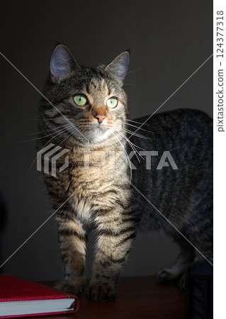 a beautiful striped cat with green eyes, on which a ray of sun falls, looks into the distance 124377318