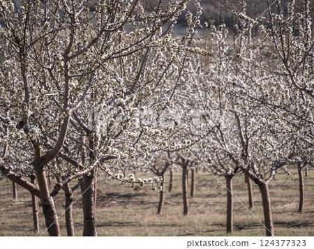 Blossoming orchard under clear blue sky Blossoming orchard under clear blue sky 124377323