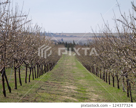 Blossoming orchard under clear blue sky Blossoming orchard under clear blue sky 124377324