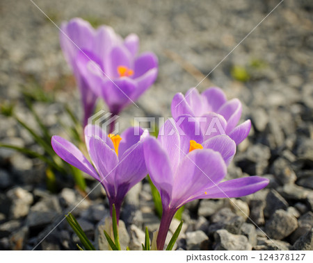 Crocus flowers in spring 124378127