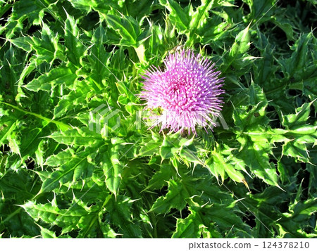 沖繩_石垣島_西表島薊 沖繩_石垣島_西表島薊 124378210