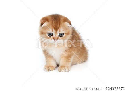 Scottish fold kitten of red color  looks down 124378271