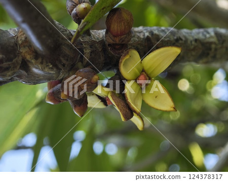 Rhizophora apiculata Flower Close-up in Aceh Rhizophora apiculata Flower Close-up in Aceh 124378317