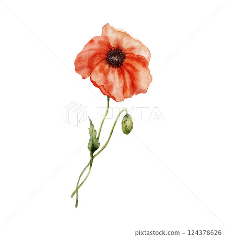 Watercolor meadow poppy flower. Hand-drawn red wildflower element isolated on white background. Holiday floral Illustration for design, print, fabric, background. 124378626