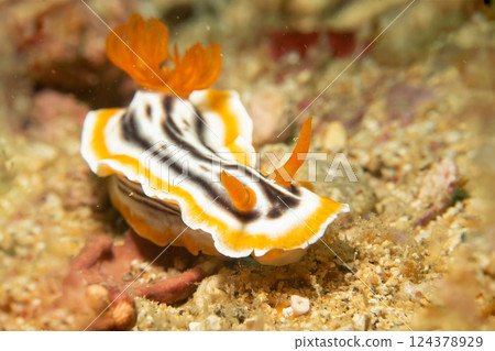 A close-up picture of a beautiful nudibranch, Magnificent Chromodoris, or Chromodoris magnifica A close-up picture of a beautiful nudibranch, Magnificent Chromodoris, or Chromodoris magnifica 124378929