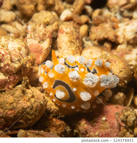 An orange nudibranch with white dots, Phyllidia ocellata, at a scuba dive in Philippines An orange nudibranch with white dots, Phyllidia ocellata, at a scuba dive in Philippines 124378931