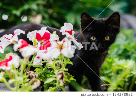 Small black kitten looks into the camera next to bright petunia flowers on a sunny summer day Small black kitten looks into the camera next to bright petunia flowers on a sunny summer day 124378981