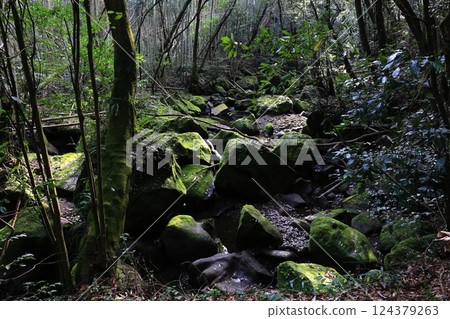 Mossy rocks seen from the nature trail at Jigenji Park 124379263