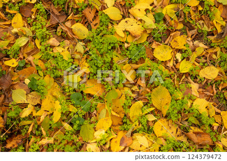 Yellow and orange leaves and green grass for background. Suitable for seasonal use. Copy space 124379472
