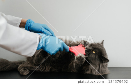 Fluffy gray cat does not want its fur to be cleaned by a doctor at a veterinary clinic. He is aggressive and bites the doctor in gloves. Grooming 124379492