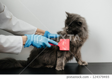 A doctor in a veterinary clinic in gloves combs the fur of a fluffy gray cat on a white background. Grooming 124379493