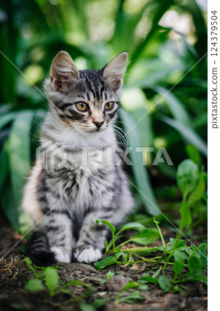 Cute, grey tabby kitten sitting in a patch of lush green foliage. The kitten is looking off to the side, its tail tucked under its body. Cute, grey tabby kitten sitting in a patch of lush green foliage. The kitten is looking off to the side, its tail tucked under its body. 124379504
