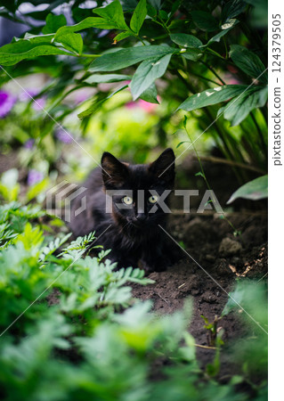 Portrait of a small black cat in green foliage in close-up. Looking into the camera 124379505