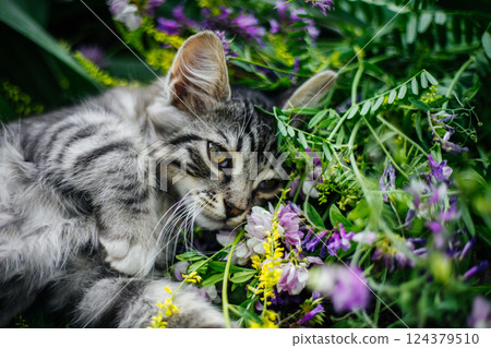 Small gray striped kitten among purple and yellow wildflowers. The flowers are in full bloom and the foliage is juicy. The image is taken in close-up Small gray striped kitten among purple and yellow wildflowers. The flowers are in full bloom and the foliage is juicy. The image is taken in close-up 124379510