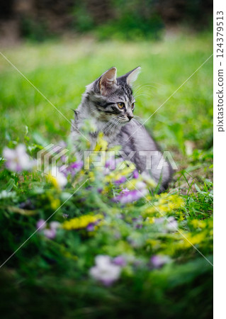 A gray striped kitten is sitting in the tall green grass, surrounded by a bed of small purple and yellow wildflowers. The kitten looks away A gray striped kitten is sitting in the tall green grass, surrounded by a bed of small purple and yellow wildflowers. The kitten looks away 124379513