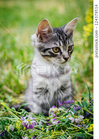 A gray striped kitten is sitting in the tall green grass, surrounded by a bed of small purple and yellow wildflowers. The kitten looks away A gray striped kitten is sitting in the tall green grass, surrounded by a bed of small purple and yellow wildflowers. The kitten looks away 124379514