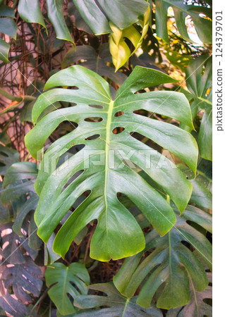 Close-up of a large Monstera leaf with characteristic splits and vibrant green color, surrounded by tropical foliage 124379701