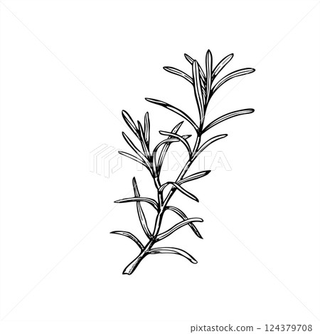 Rosemary or lavender branch vector illustration painted by black inks. Mediterranean seasoning aromatic fresh herbs etching drawing. Fragrant plant for essential oil label, Christmas roast decor. 124379708