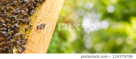 The dynamics of bee life in the hive. 124379786