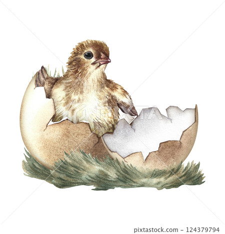 A hatched chicken. A hand-drawn watercolor illustration. The isolate. Color image. For making greeting cards and invitations for Easter. For packaging and labels. For banners and posters. 124379794