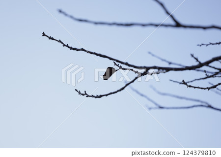 One leaf on a branch One leaf on a branch 124379810