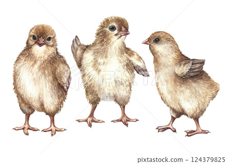 A set of pictures with cute little chicks. A hand-drawn watercolor illustration. Clip art of hatched chicks. Isolates. For making greeting cards and invitations for Easter, packaging, labels, textiles A set of pictures with cute little chicks. A hand-drawn watercolor illustration. Clip art of hatched chicks. Isolates. For making greeting cards and invitations for Easter, packaging, labels, textiles 124379825