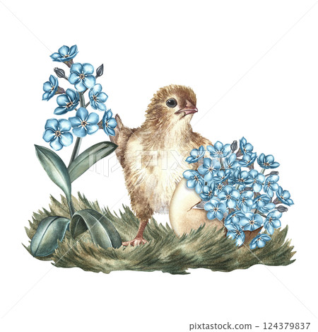 Easter composition. A little chicken and Forget-me-nots in an eggshell. A hand-drawn watercolor illustration. Highlight it. For greeting cards and Easter invitations, packaging, labels, stickers. Easter composition. A little chicken and Forget-me-nots in an eggshell. A hand-drawn watercolor illustration. Highlight it. For greeting cards and Easter invitations, packaging, labels, stickers. 124379837