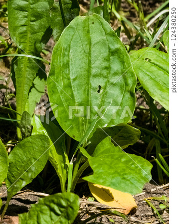 Broadleaf plantain Plantago major growing in grass with large oval ribbed leaves. Vertical 124380250