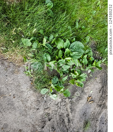 Close-up of the broadleaf plant Plantago major. Close-up of the broadleaf plant Plantago major. 124380252