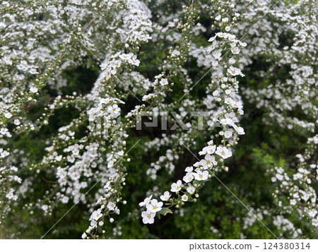 白花 白花 124380314