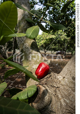 asian whole cashew fruit outdoors in thailand farm 124380319
