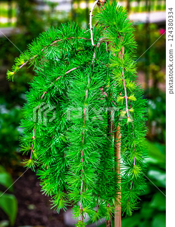 Lamenting larch on a stump grows in the garden 124380334