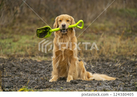 A golden retriever holds a shovel in the garden. 124380405